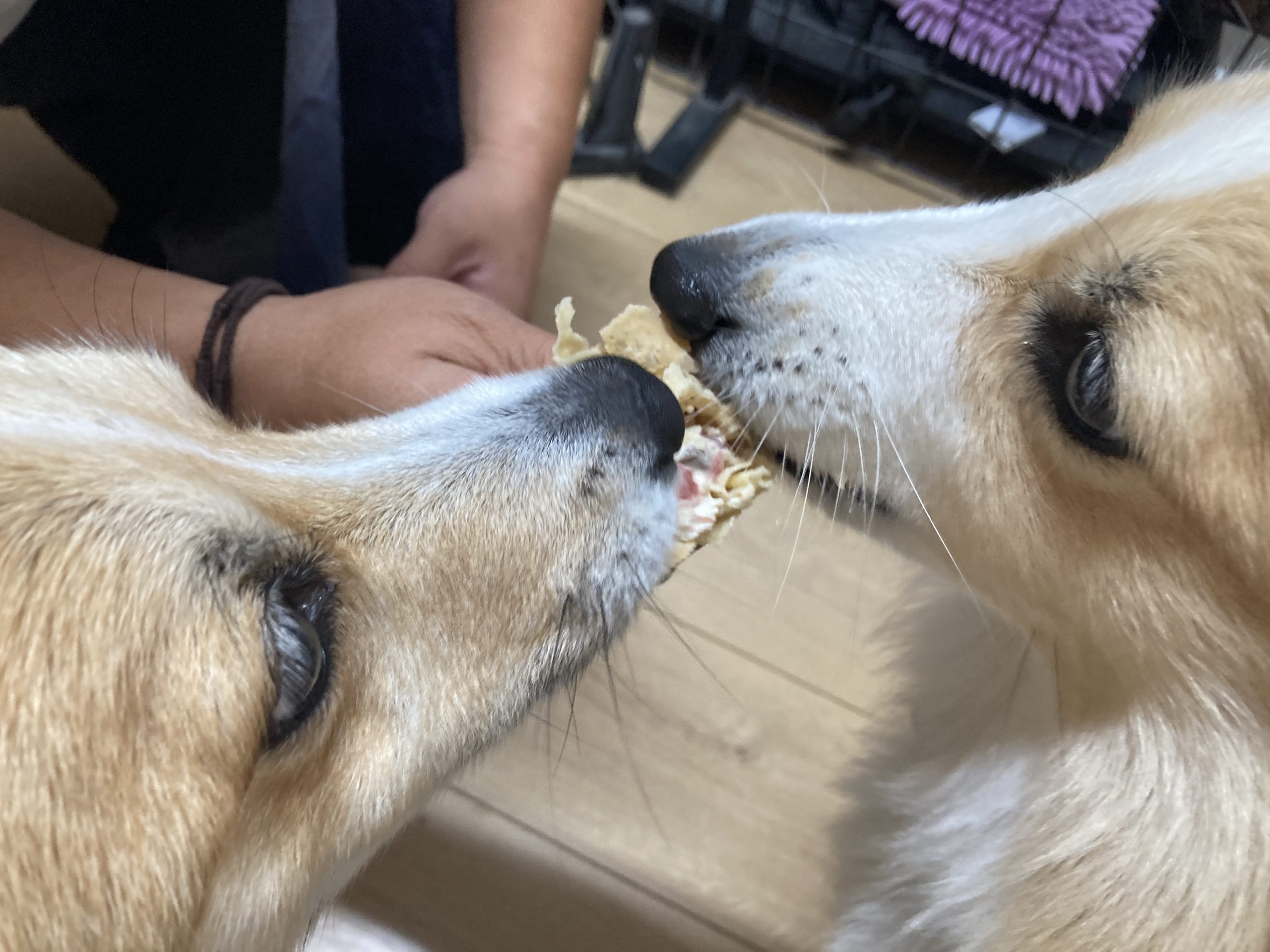 犬の健康のために知っておきたい栄養素 – 5つの必要な栄養素