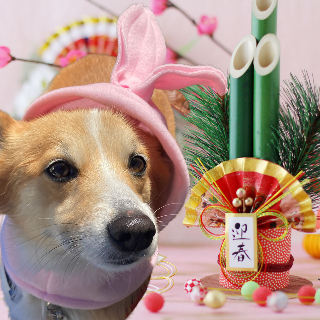 ぱんじー副店長おりこうさんへの道プロジェクト開始