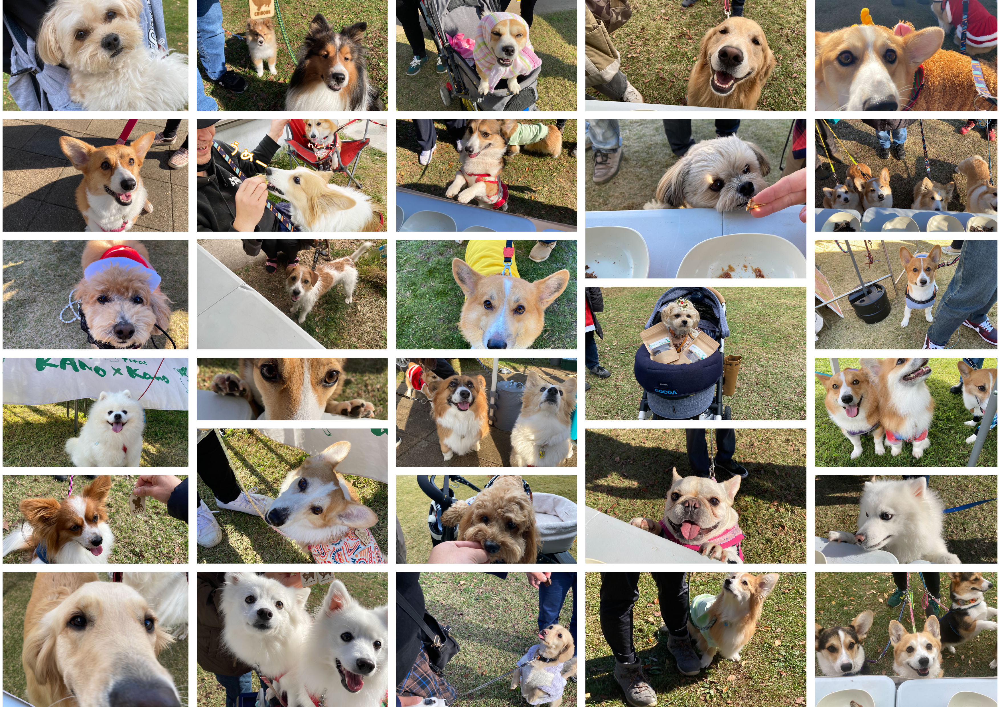 犬におやつは必要なのか？論争